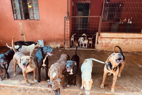 TRISTEZA, ABANDONO E SOFRIMENTO DOS ANIMAIS E PROTETORES EM ABRIGOS DE ITUMBIARA